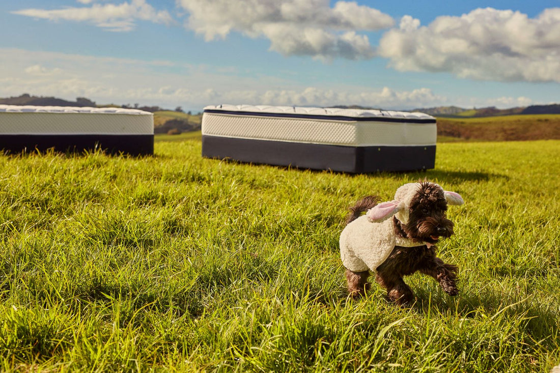 Revive Your Rest – The Importance of Spring Cleaning Your Mattress