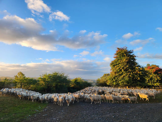 The story behind the wool in your Comfi mattress
