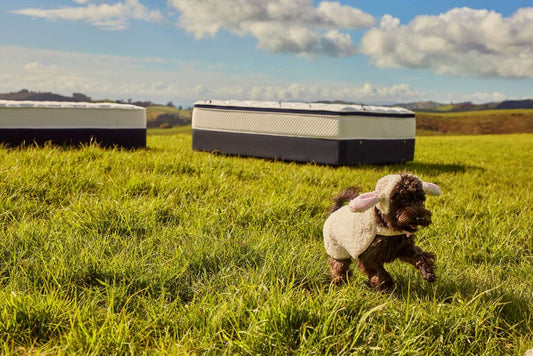 Revive Your Rest – The Importance of Spring Cleaning Your Mattress