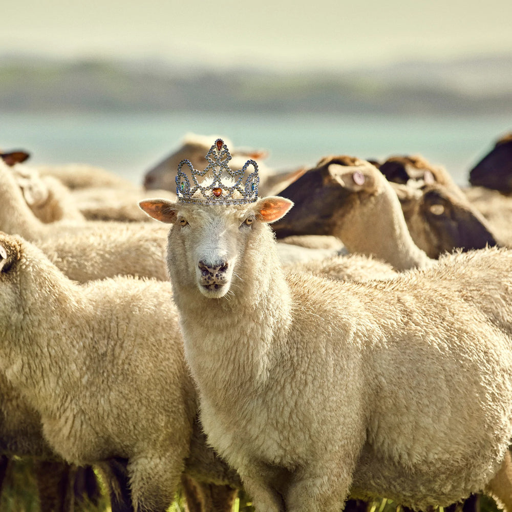 Sheep wearing tiara, luxury NZ wool used in Comfi mattresses